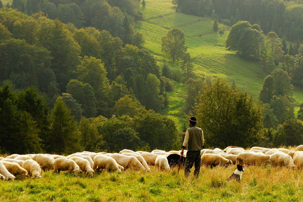 Hirte und Schafe
